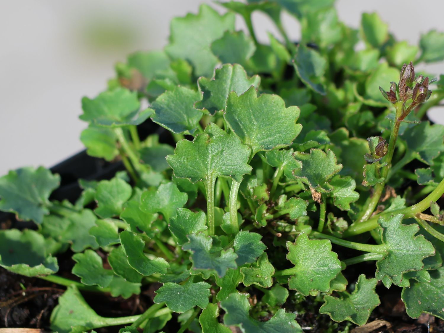 Polster-Glockenblume 'Resholt Variety'