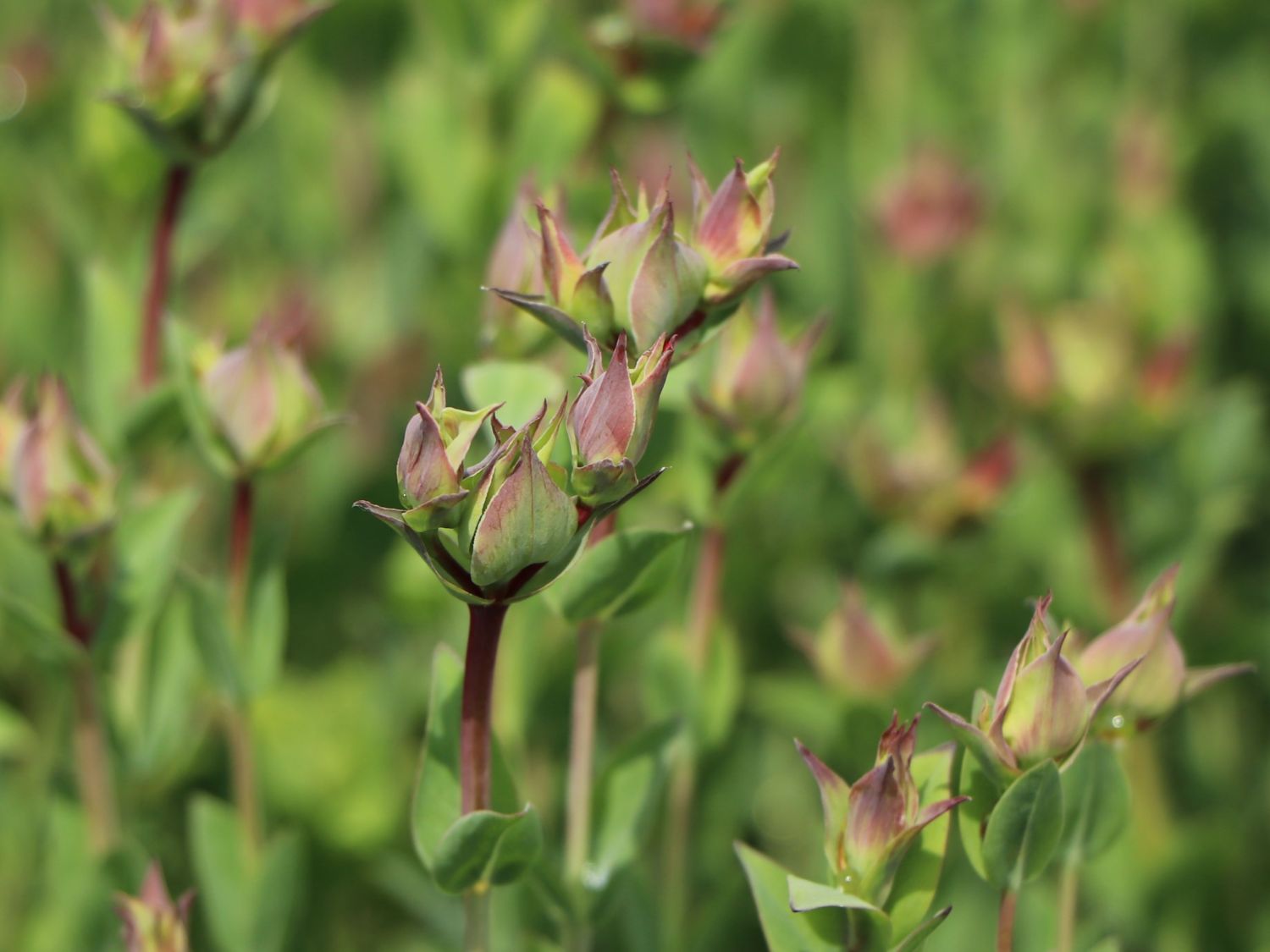 Johanniskräuter (Hypericum)