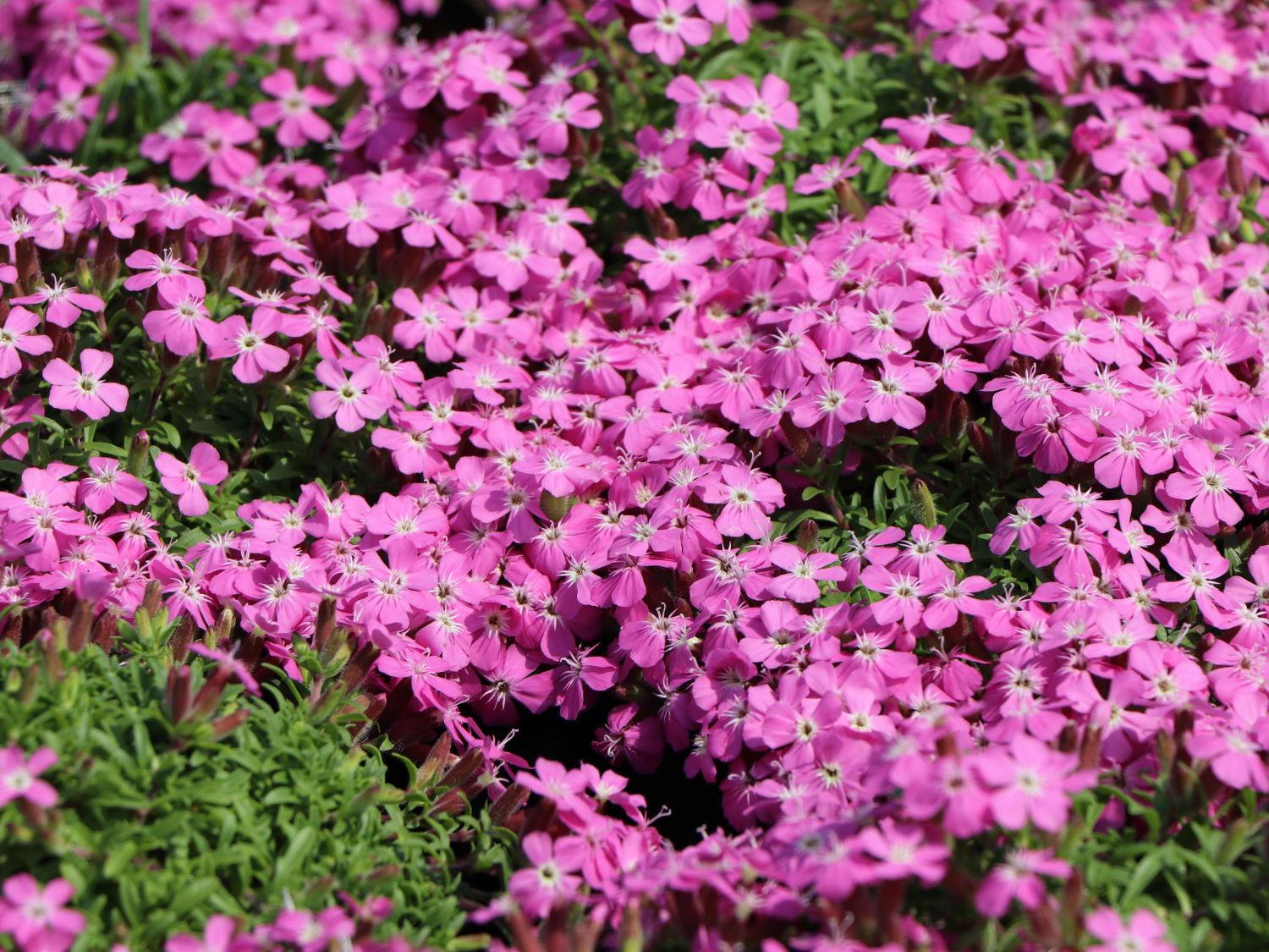 Polster-Seifenkraut 'Bressingham'