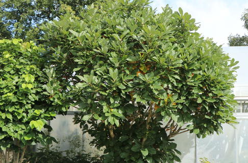 Pontische Eiche - Quercus pontica