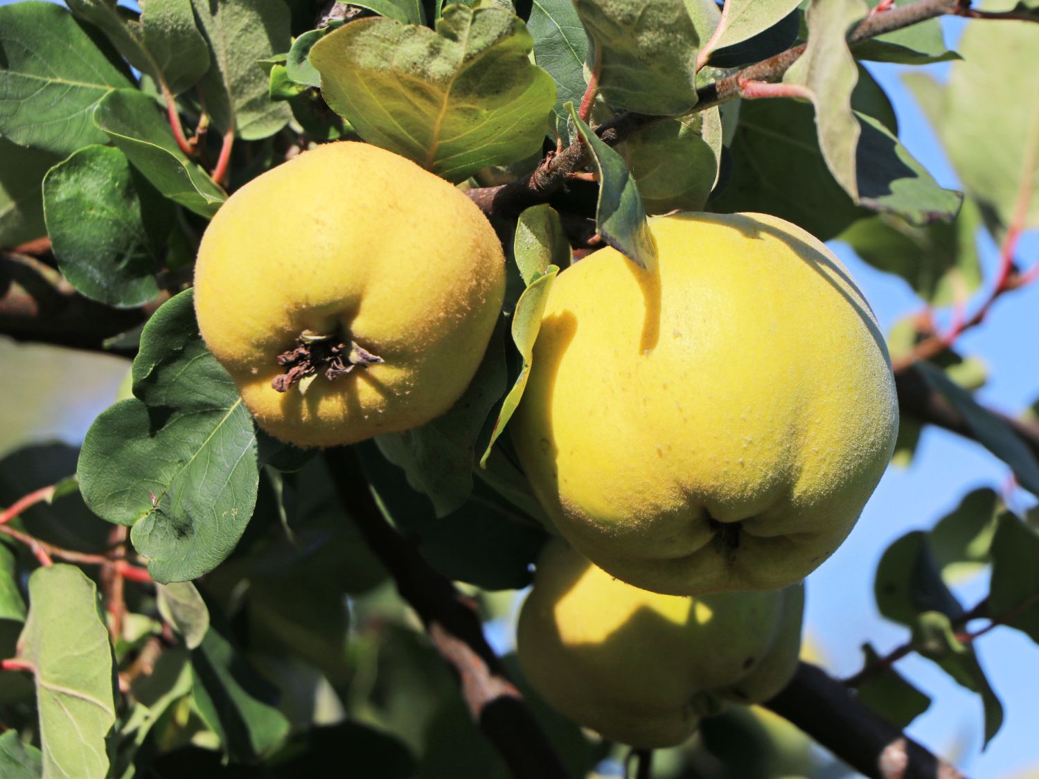 Portugiesische Birnenquitte 'Radonia'