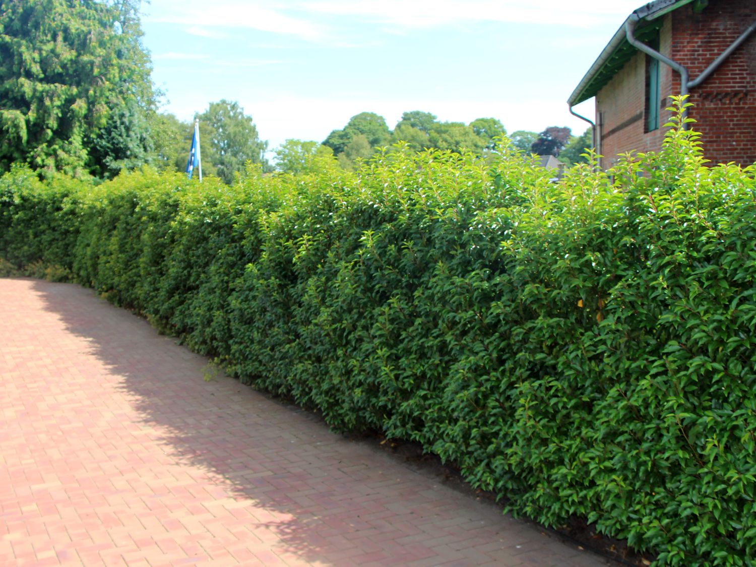 Portugiesische Lorbeerkirsche 'Angustifolia' Prunus lusitanica