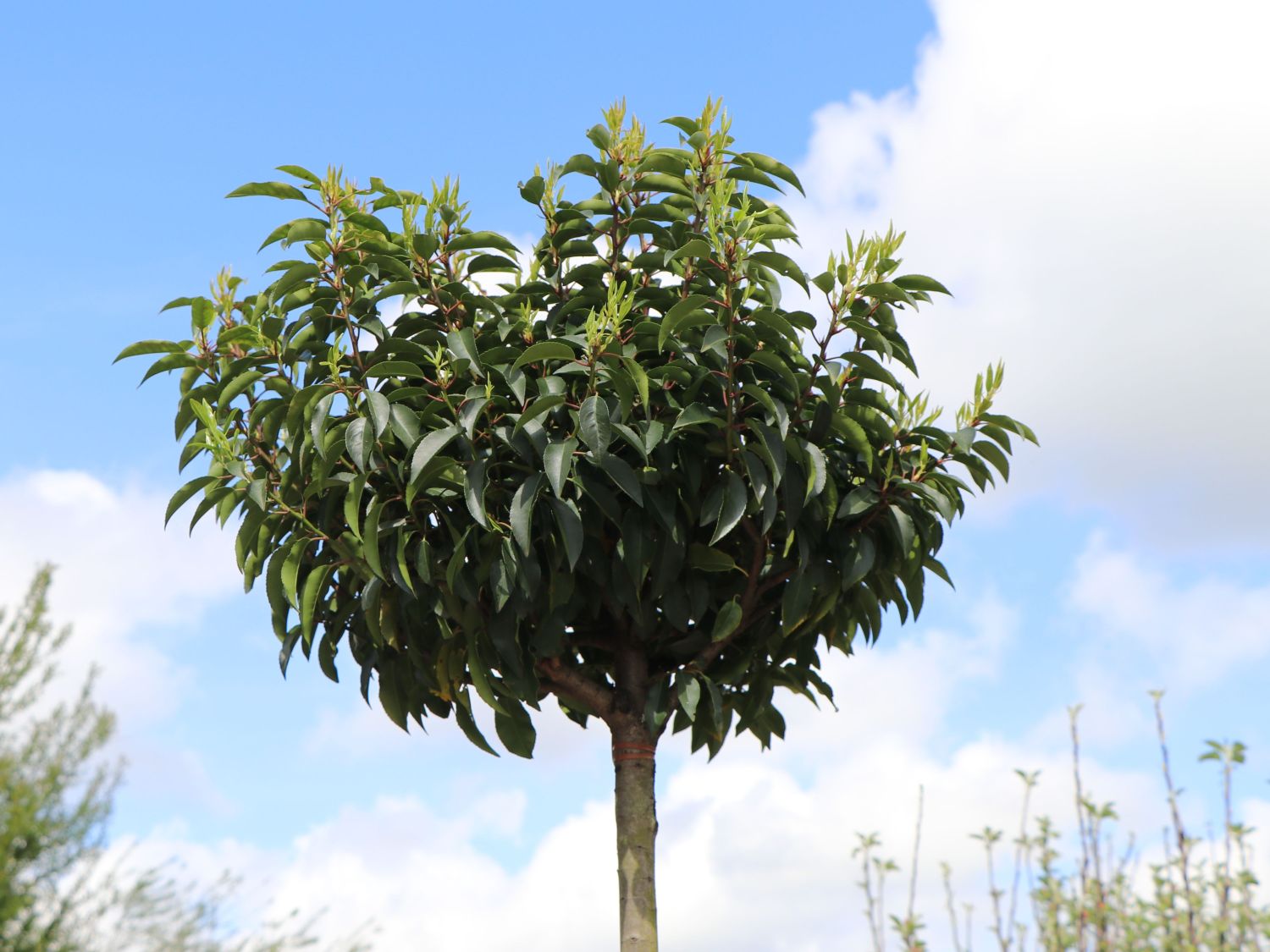 Portugiesische Lorbeerkirsche 'Angustifolia' - Prunus lusitanica 'Angustifolia'