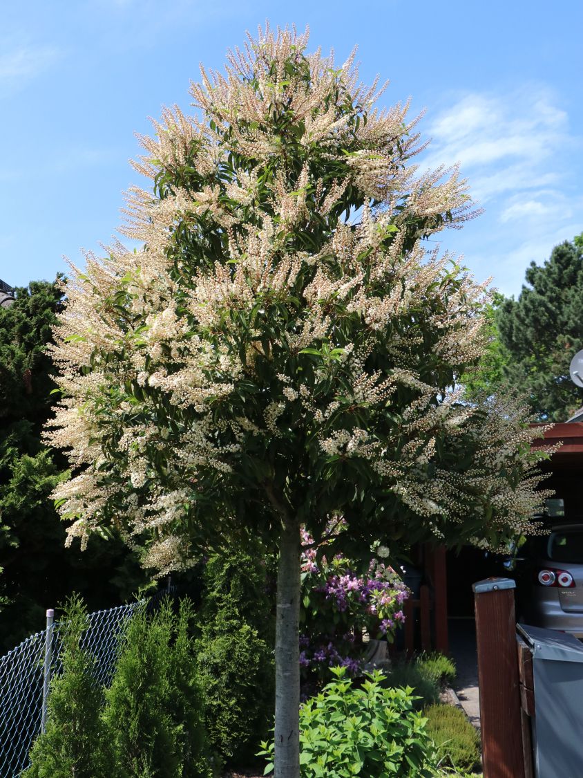 Portugiesische Lorbeerkirsche 'Angustifolia' - Prunus lusitanica 'Angustifolia'