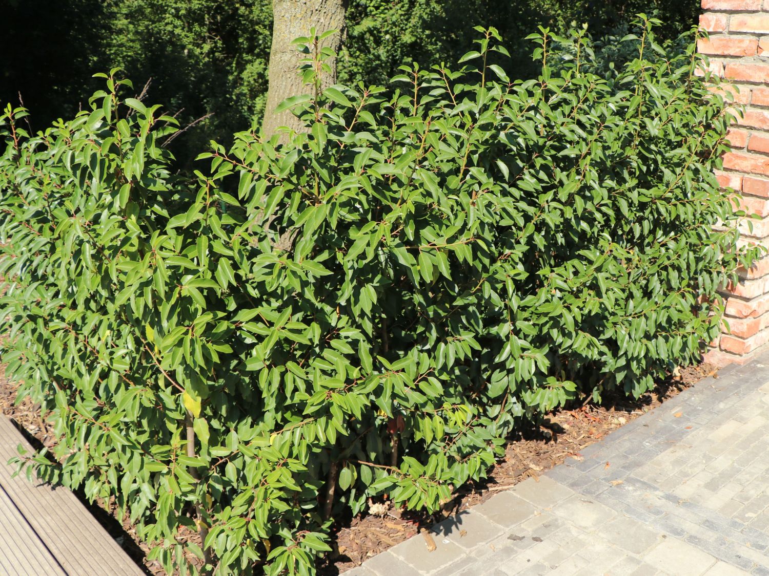 Portugiesische Lorbeerkirsche 'Angustifolia' - Prunus lusitanica 'Angustifolia'