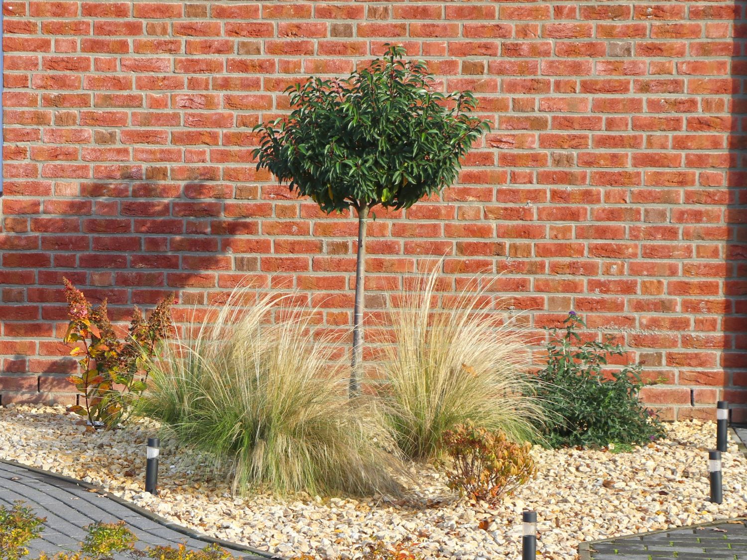 Portugiesische Lorbeerkirsche 'Angustifolia' - Prunus lusitanica 'Angustifolia'