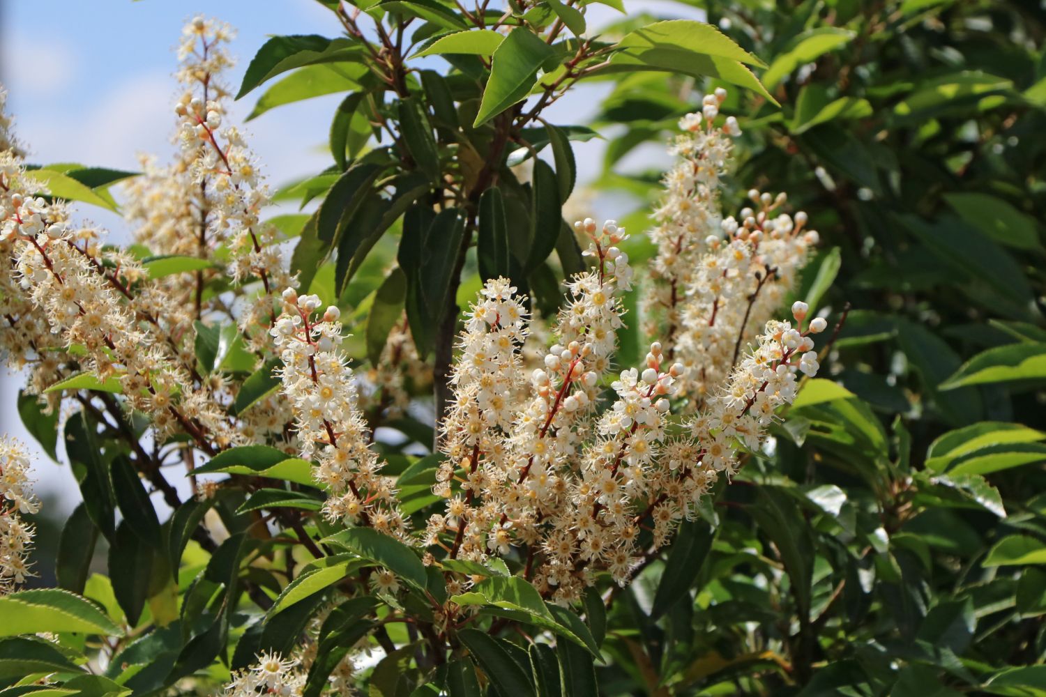 Portugiesische Lorbeerkirsche 'Angustifolia' - Prunus lusitanica 'Angustifolia'