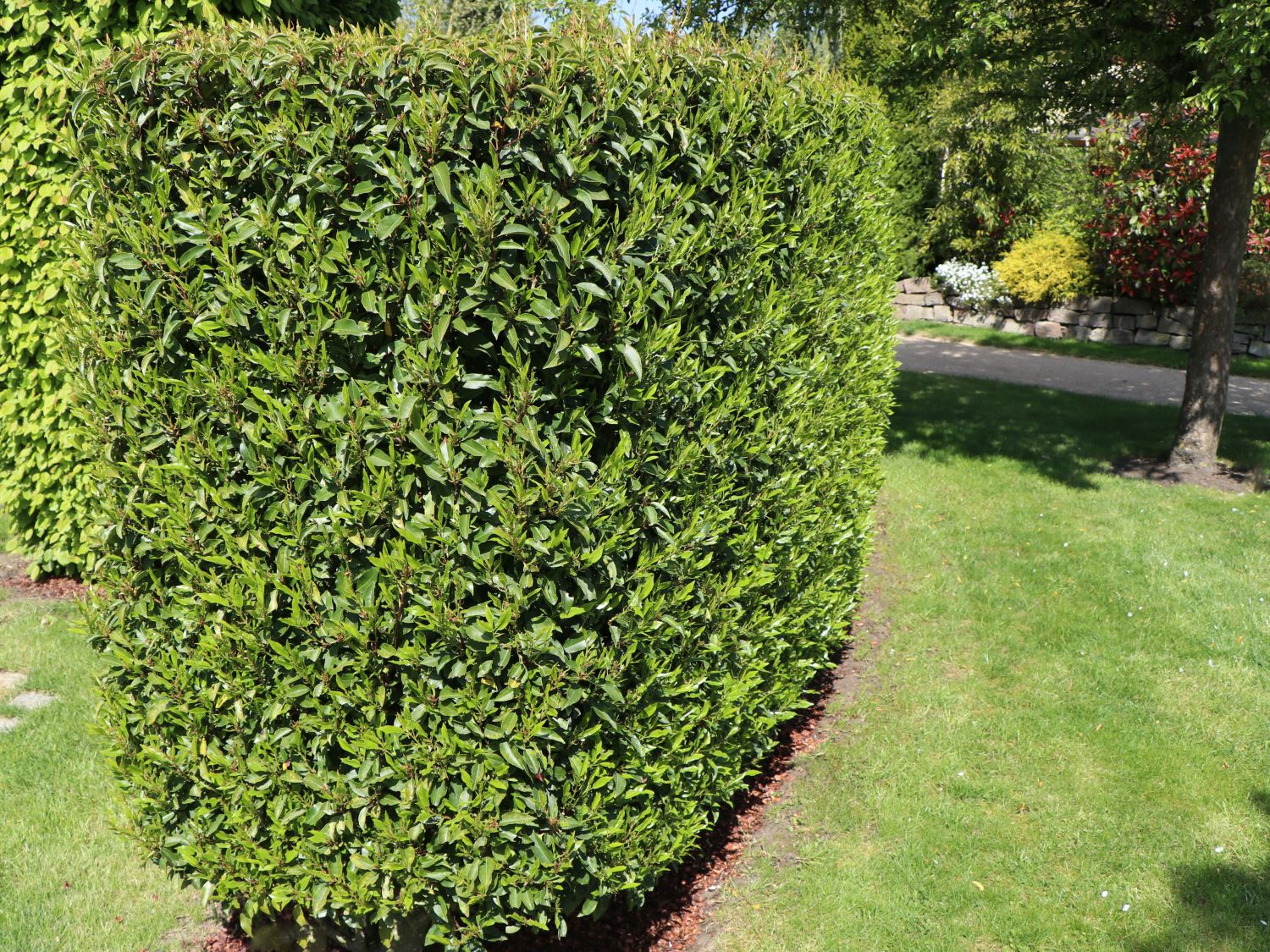 Portugiesische Lorbeerkirsche 'Angustifolia' - Prunus lusitanica 'Angustifolia'