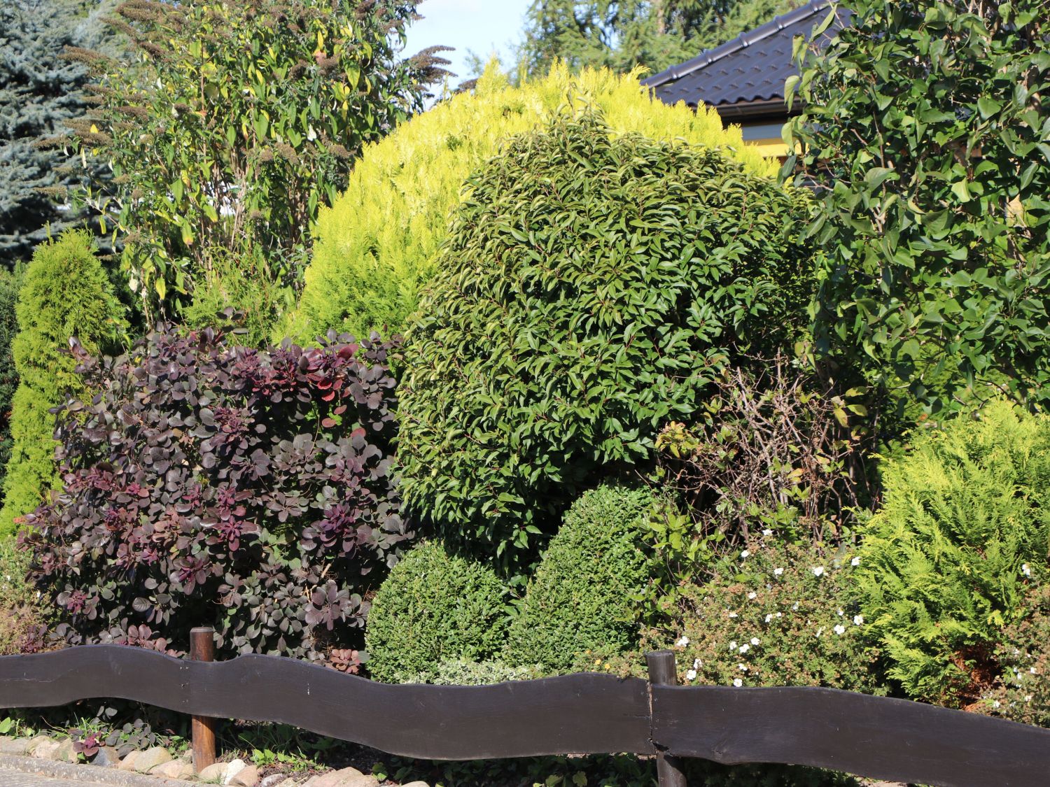 Portugiesische Lorbeerkirsche 'Angustifolia' - Prunus lusitanica 'Angustifolia'