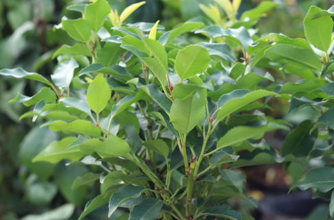 Portugiesische Lorbeerkirsche 'Brenelia' - Prunus lusitanica 'Brenelia'