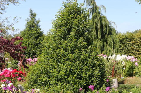 Portugiesische Lorbeerkirsche - Prunus lusitanica