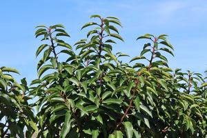 Portugiesische Lorbeerkirsche 'Myrtifolia'