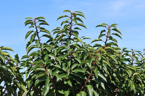 Portugiesische Lorbeerkirsche 'Myrtifolia' - Prunus lusitanica 'Myrtifolia'