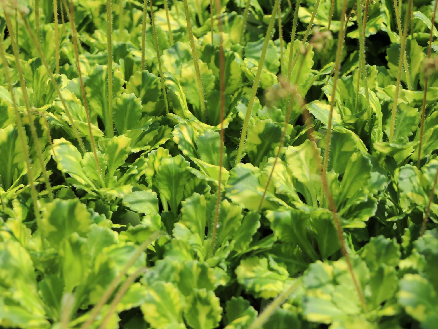 Porzellanblümchen 'Aureopunctata'