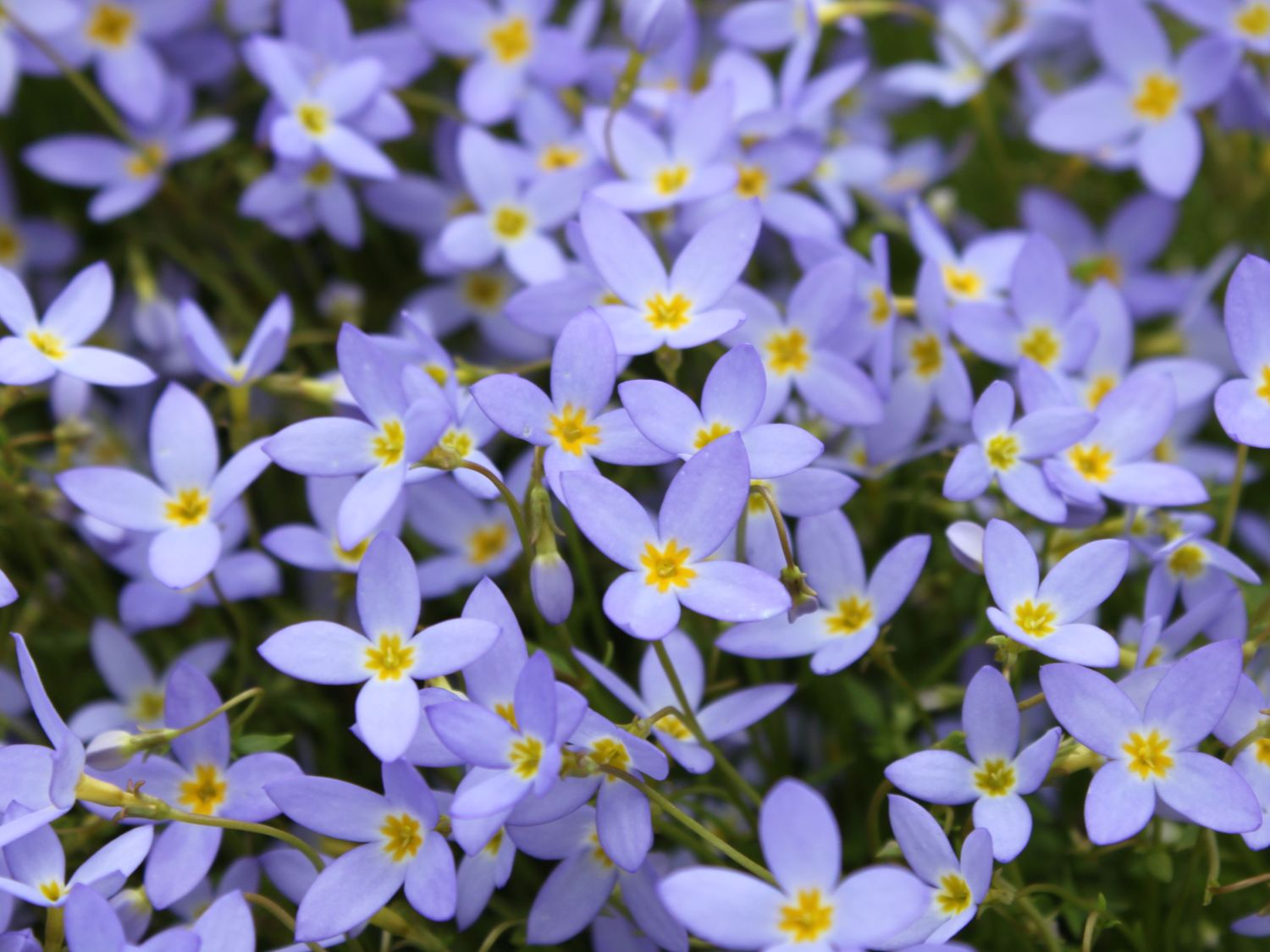 Porzellansternchen - Houstonia caerulea