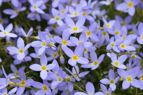 Porzellansternchen - Houstonia caerulea