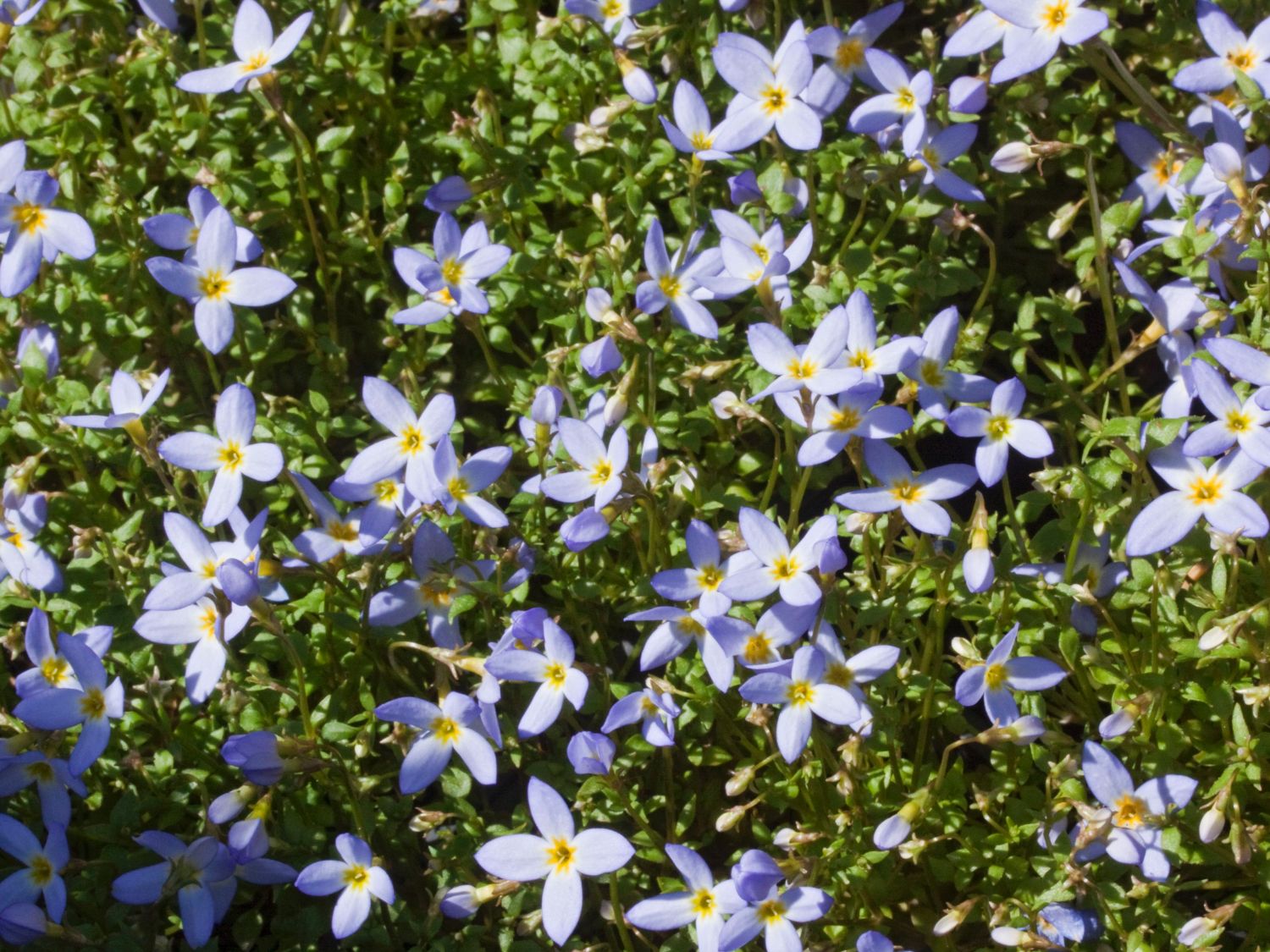 Porzellansternchen 'Millard's Variety'