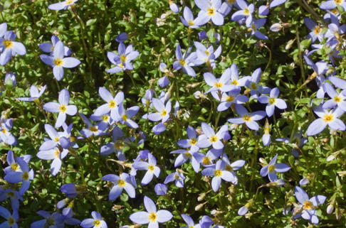 Porzellansternchen 'Millard's Variety' - Houstonia caerulea 'Millard's Variety'