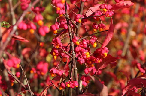 Pracht-Pfaffenhütchen / Spindelstrauch 'Red Cascade' - Euonymus europaeus 'Red Cascade'