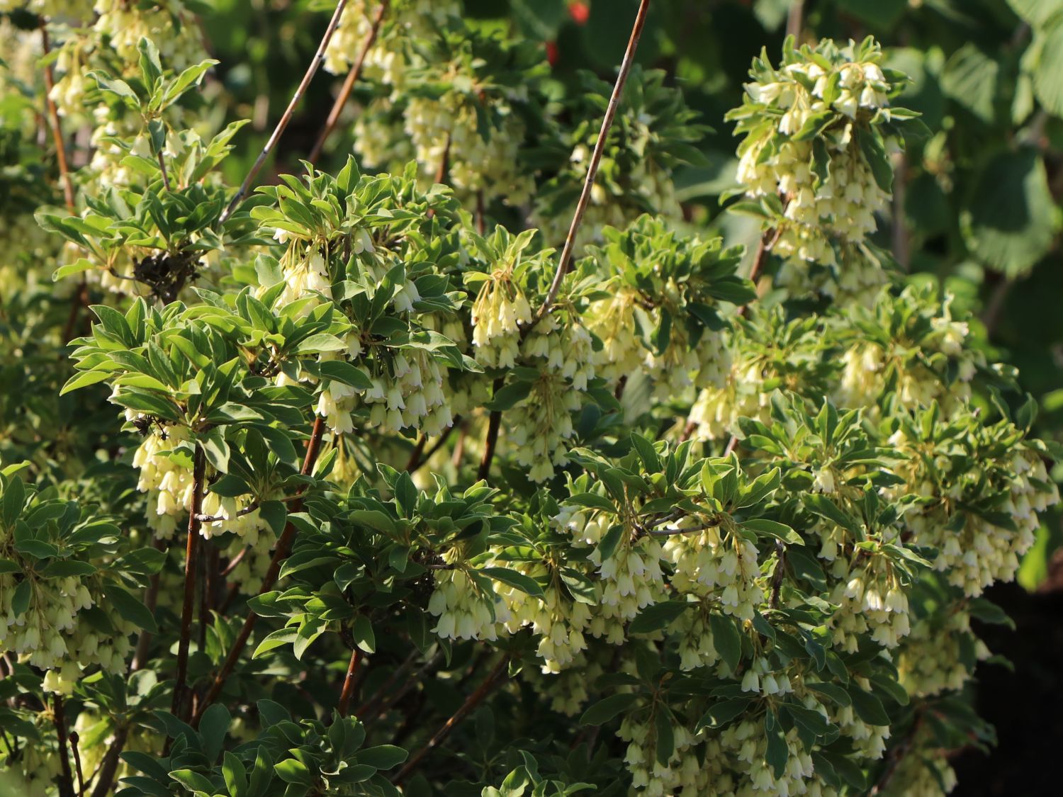 Prachtglocken (Enkianthus)