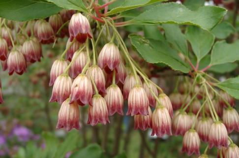 Prachtglocke 'Pagode' - Enkianthus campanulatus 'Pagode'