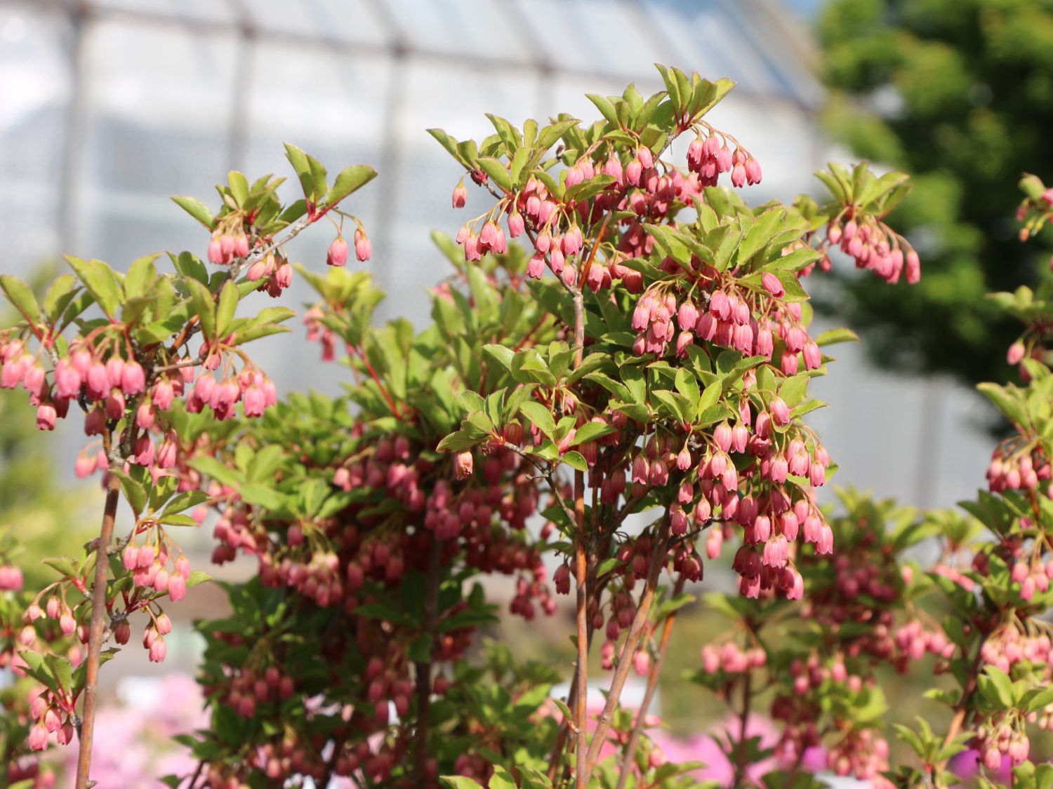 Prachtglocke 'Ruby Glow' - Enkianthus campanulatus 'Ruby Glow'