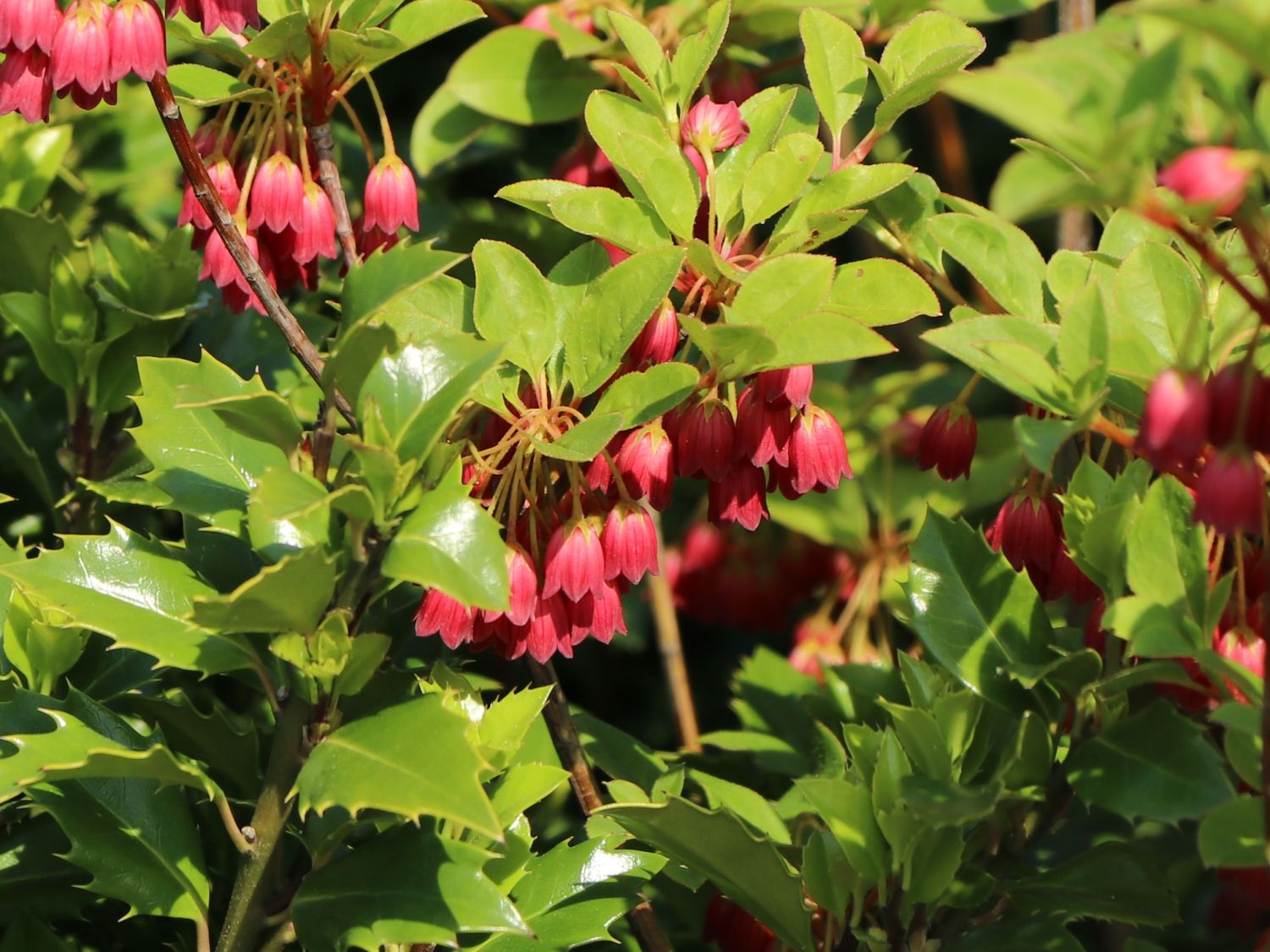 Prachtglocke 'Ruby Glow' - Enkianthus campanulatus 'Ruby Glow'