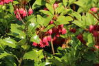 Prachtglocke 'Ruby Glow' - Enkianthus campanulatus 'Ruby Glow'