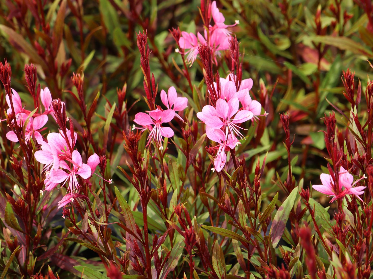Prachtkerze 'Baby Butterfly Dark Pink'