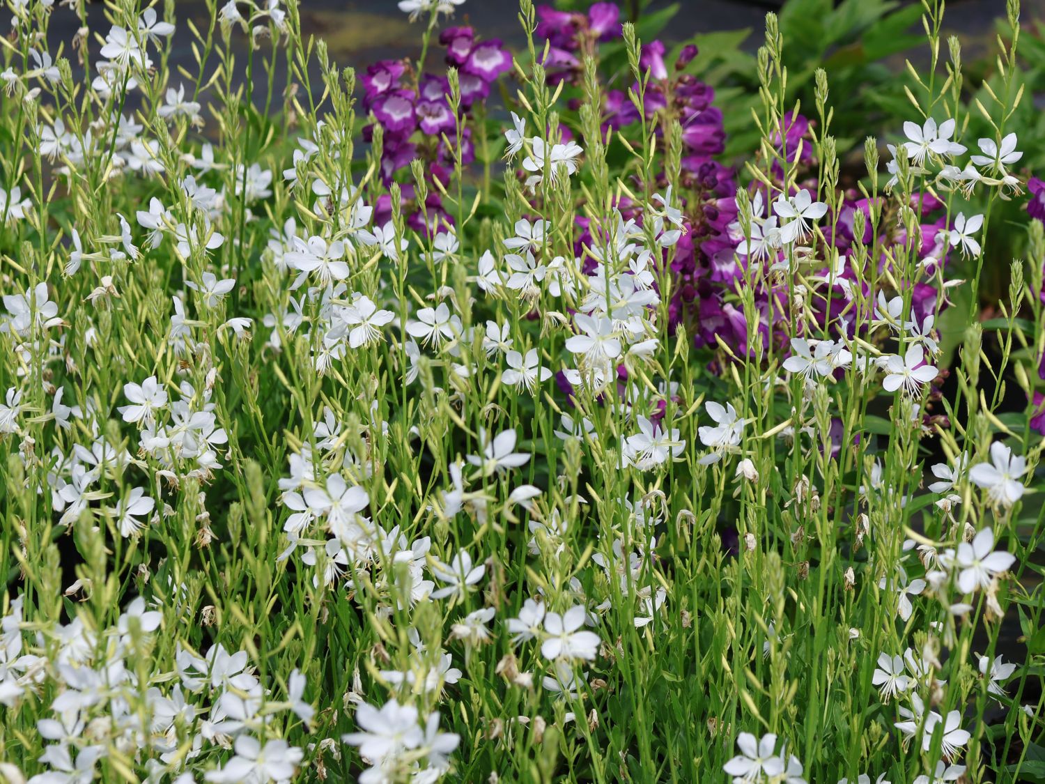 Prachtkerze 'Cool Breeze'