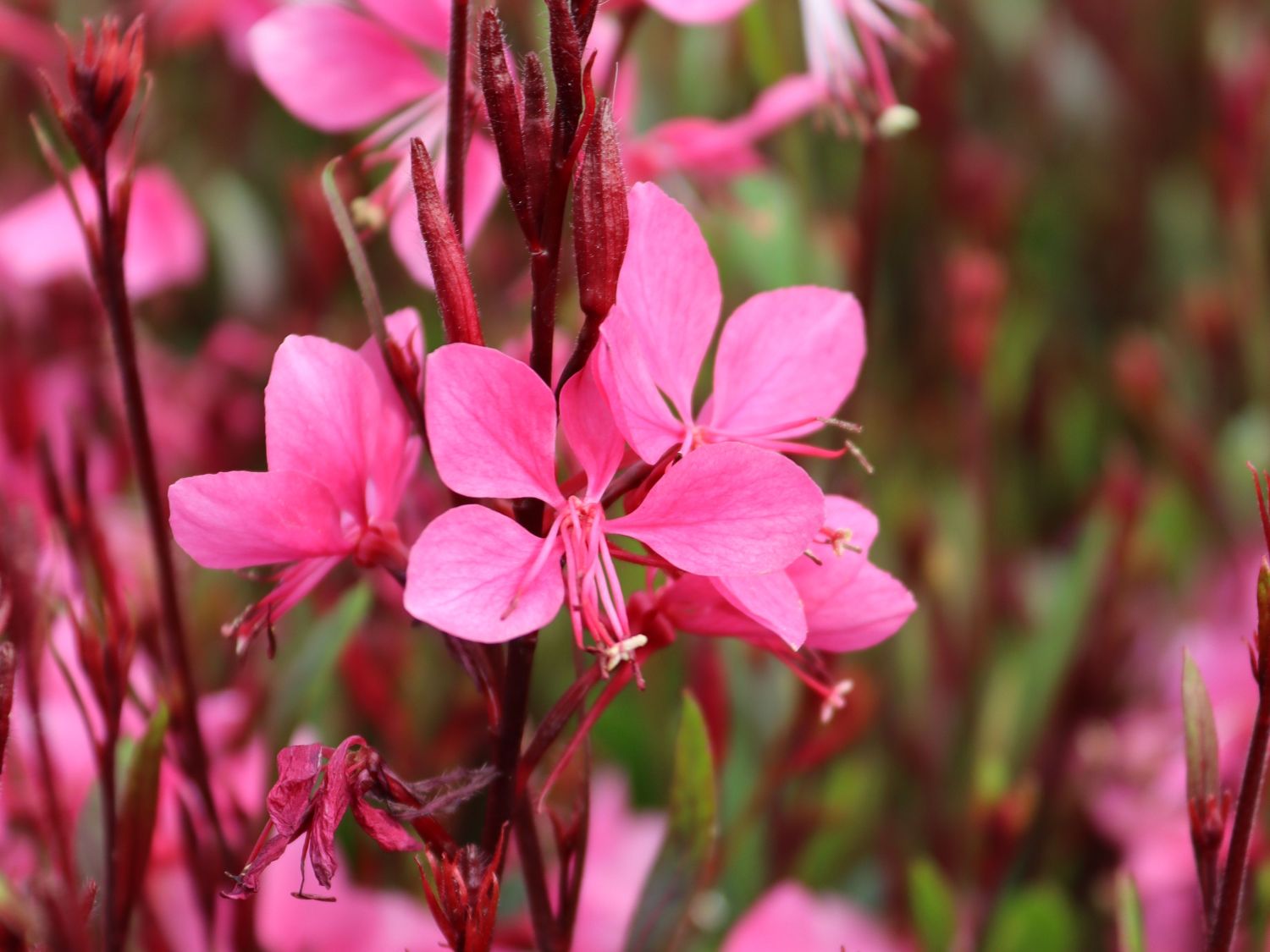 Prachtkerze 'Crimson Butterflies'