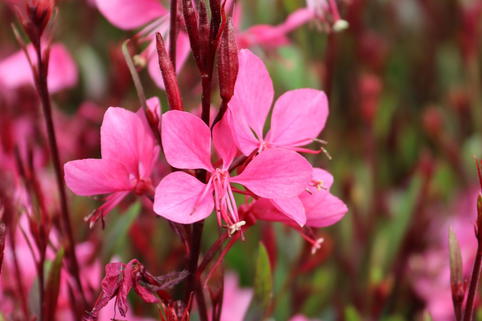 Prachtkerze 'Crimson Butterflies' - Oenothera lindheimeri 'Crimson Butterflies'