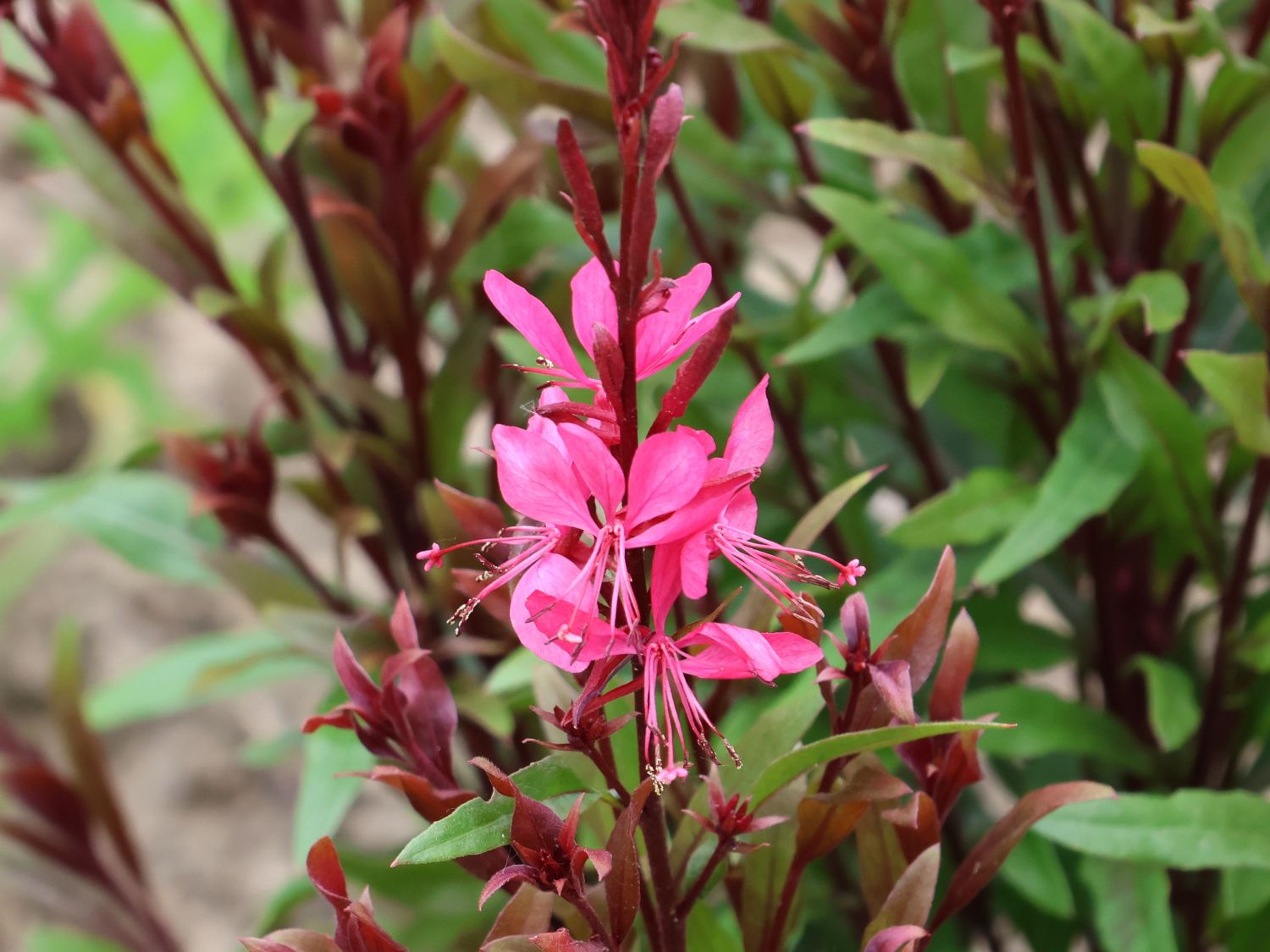 Prachtkerze 'Crimson Butterflies' - Oenothera lindheimeri 'Crimson Butterflies'