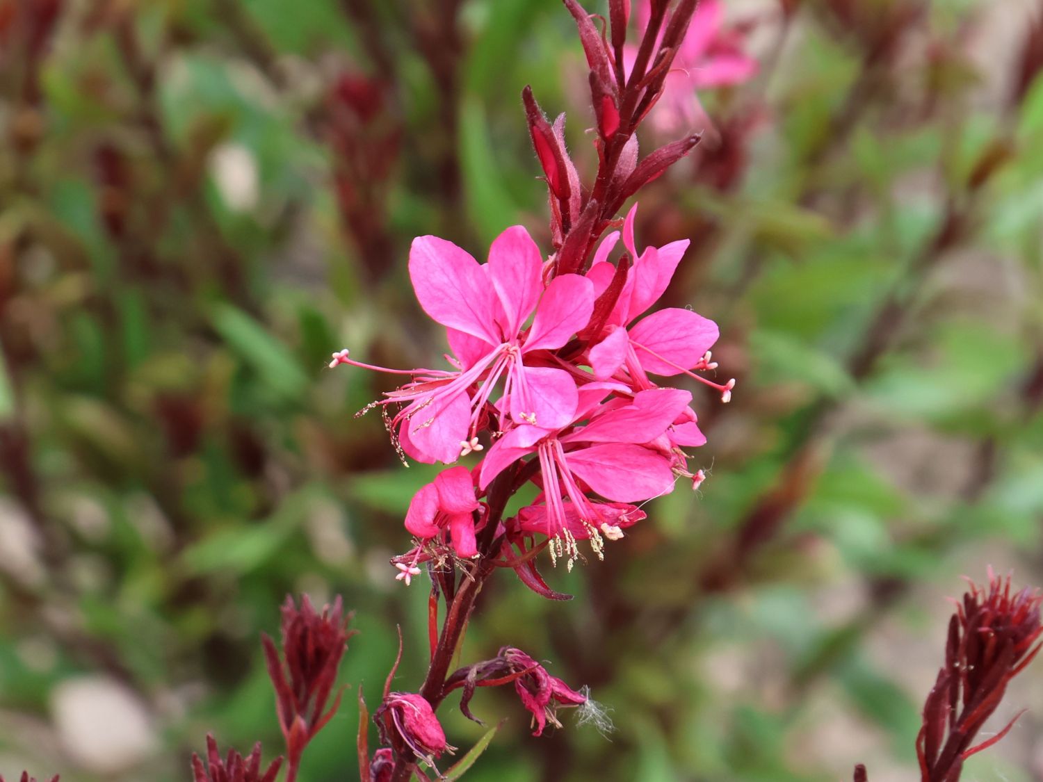 Prachtkerze 'Crimson Butterflies' - Oenothera lindheimeri 'Crimson Butterflies'