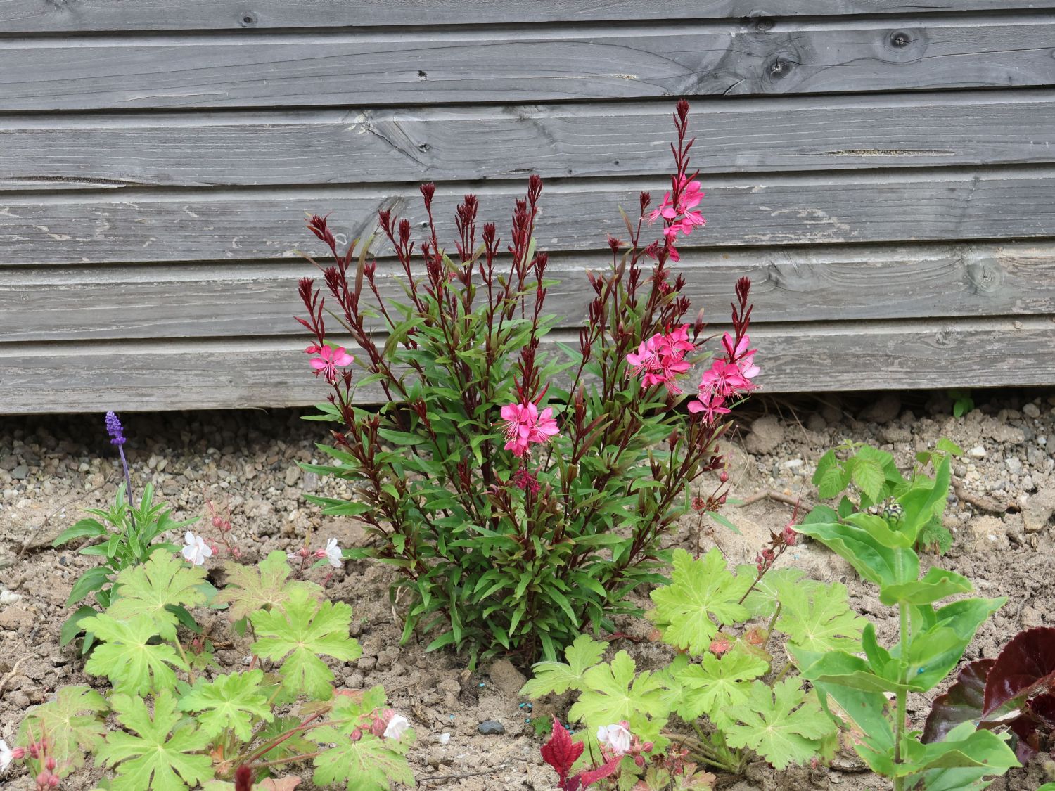 Prachtkerze 'Crimson Butterflies' - Oenothera lindheimeri 'Crimson Butterflies'