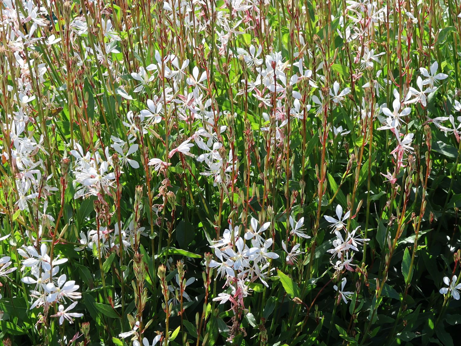 Prachtkerze 'Elurra'