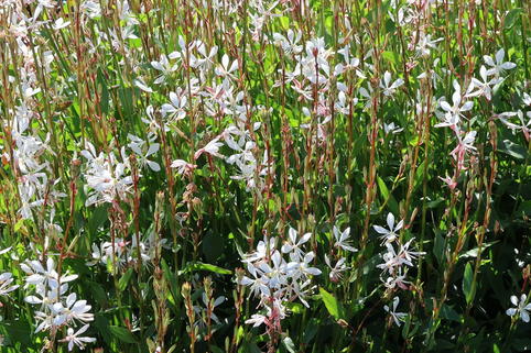Prachtkerze 'Elurra' - Oenothera lindheimeri 'Elurra'