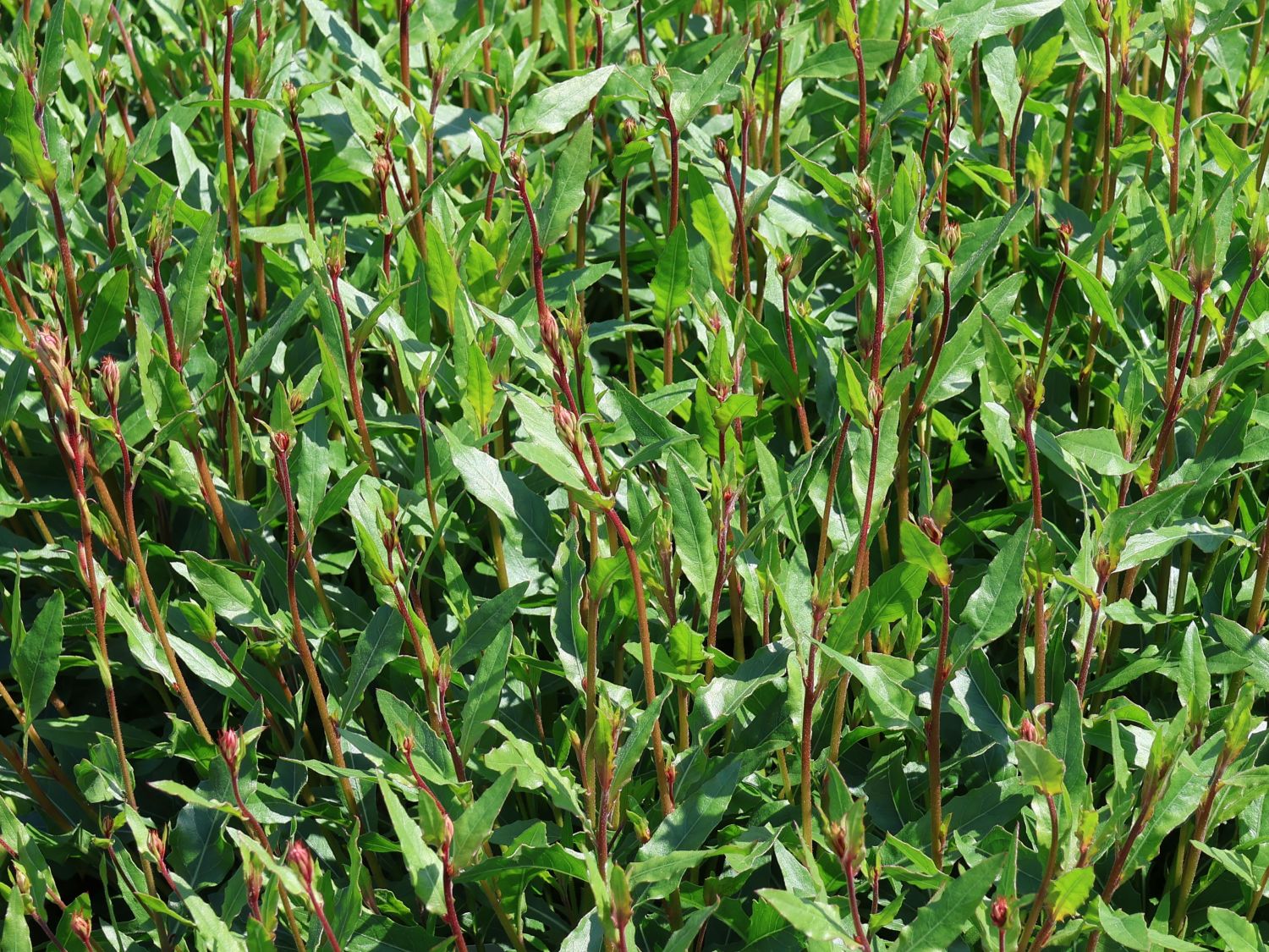 Prachtkerze 'Elurra' - Oenothera lindheimeri 'Elurra'