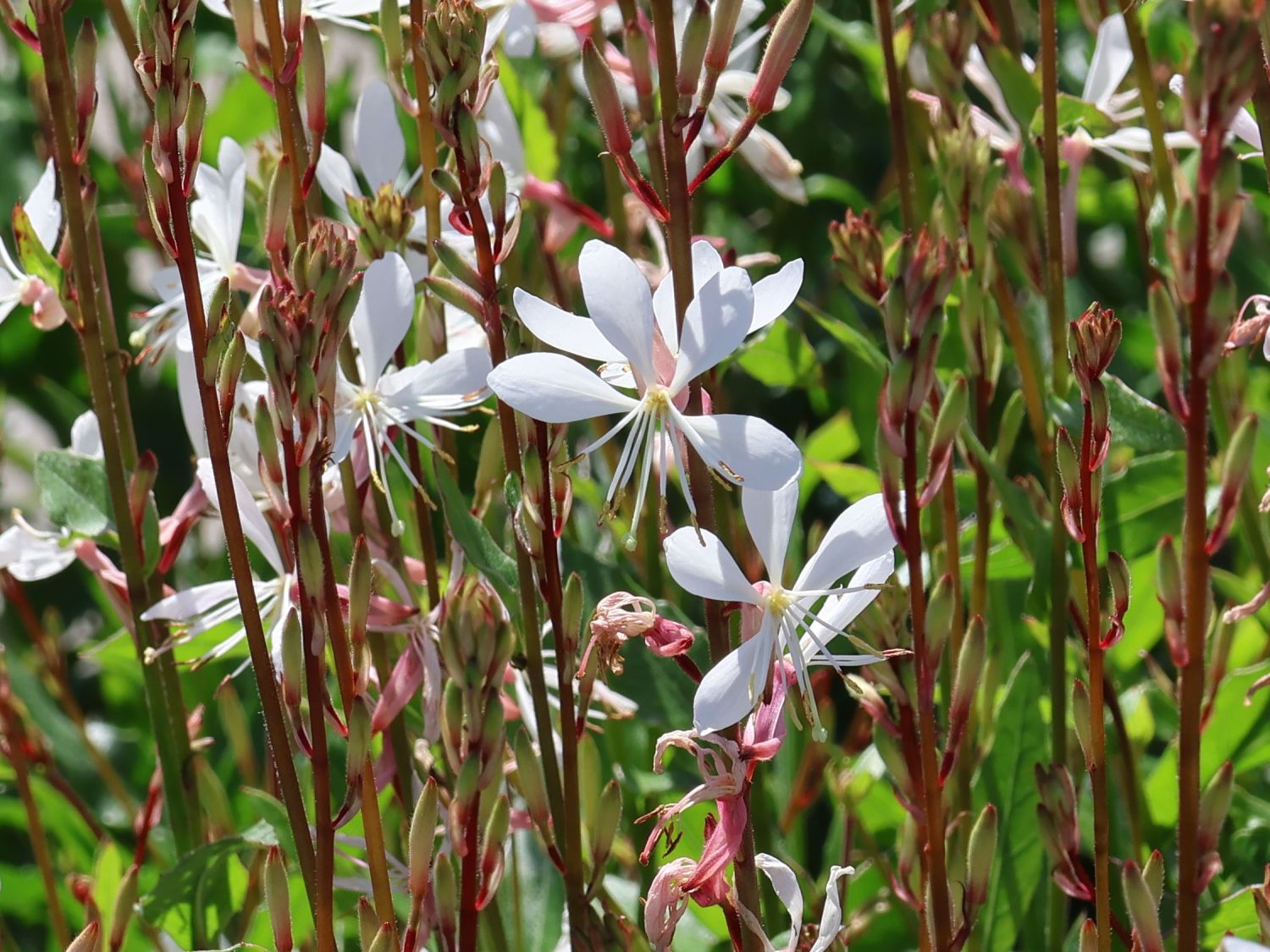 Prachtkerze 'Elurra' - Oenothera lindheimeri 'Elurra'