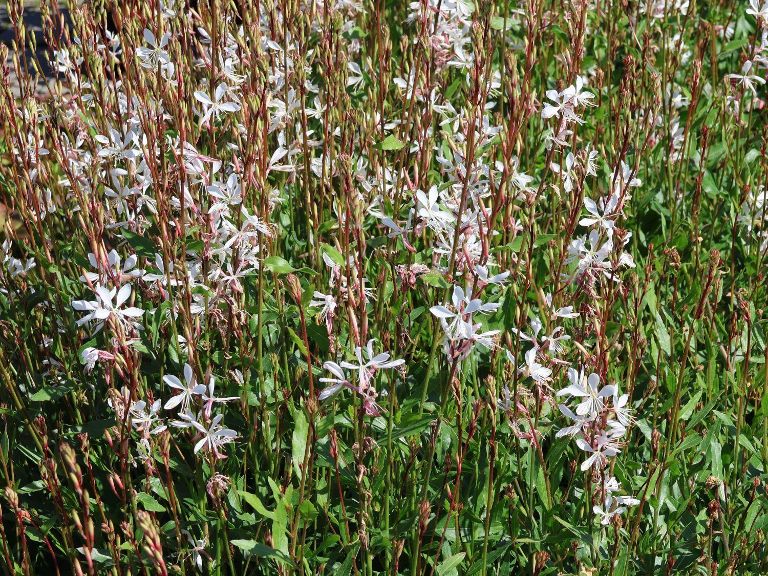 Prachtkerze 'Elurra' - Oenothera lindheimeri 'Elurra'