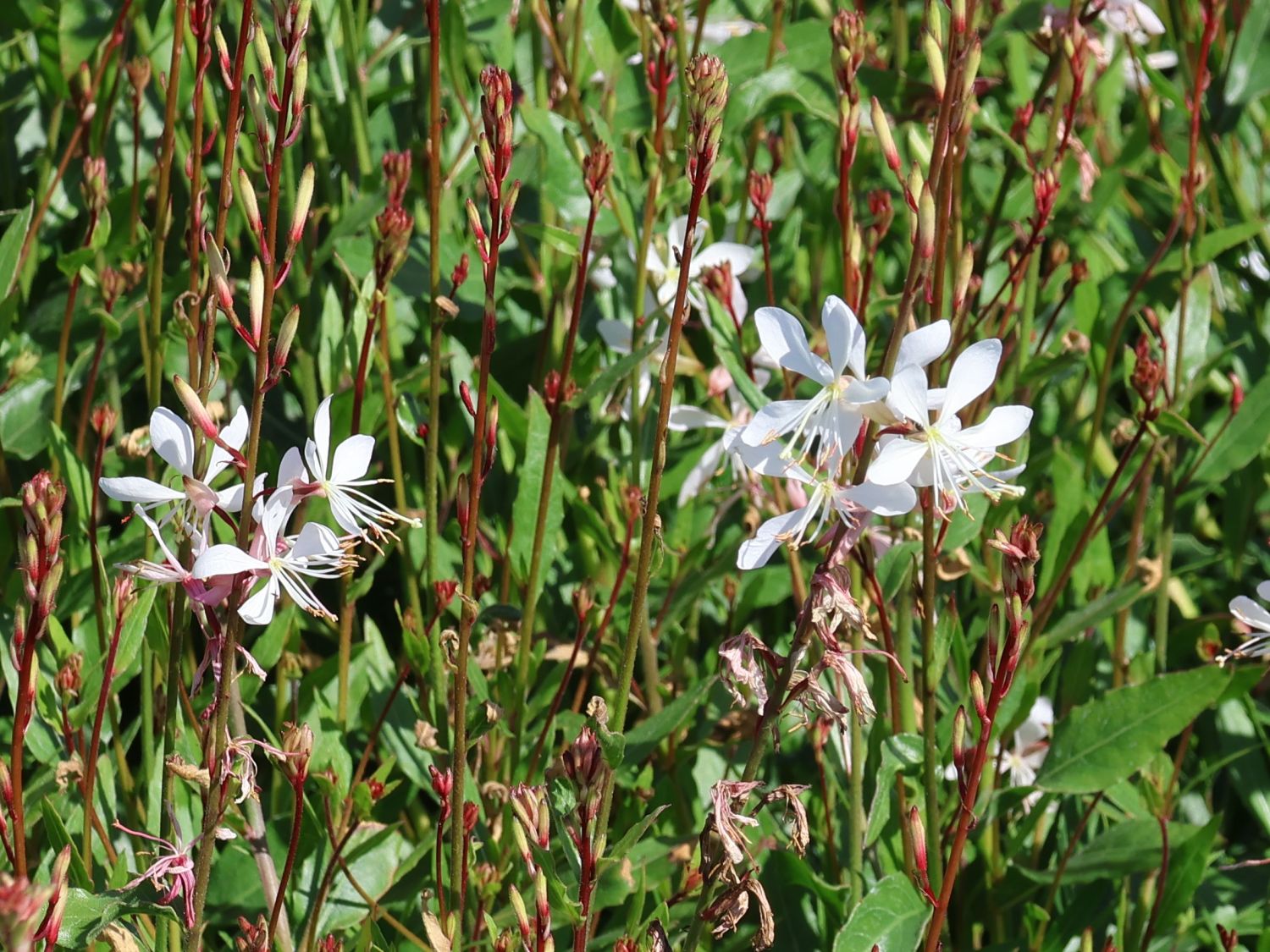 Prachtkerze 'Elurra' - Oenothera lindheimeri 'Elurra'