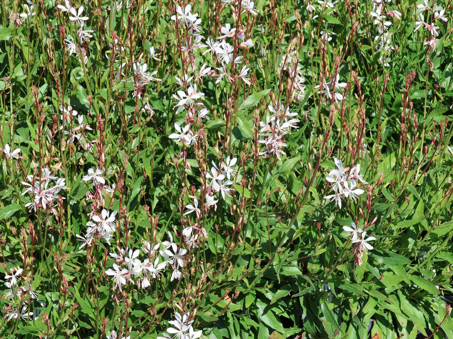Prachtkerze 'Elurra' - Oenothera lindheimeri 'Elurra'