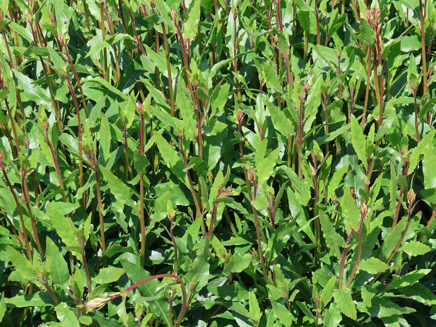 Prachtkerze 'Elurra' - Oenothera lindheimeri 'Elurra'