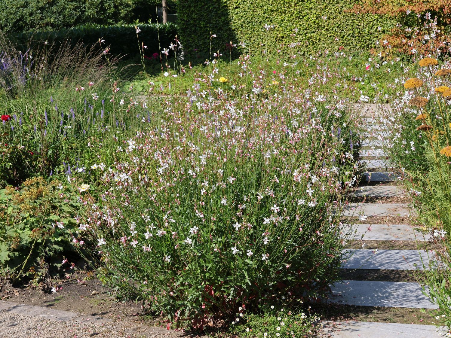 Prachtkerze 'Gambit White' ®