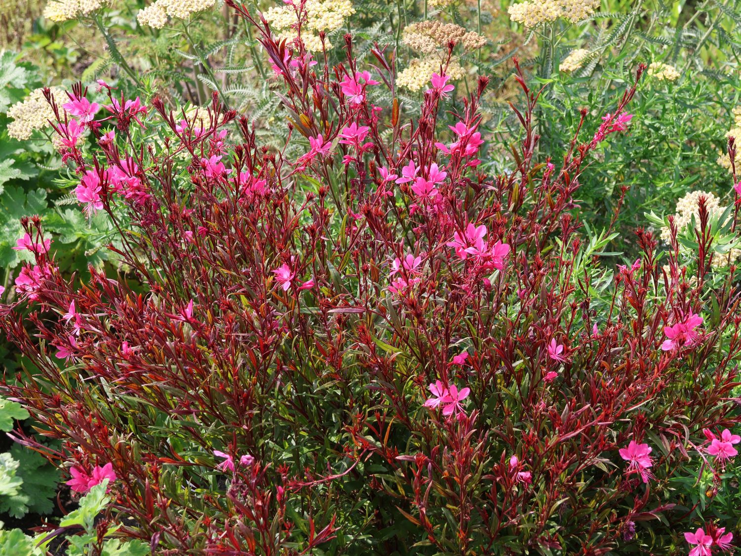 Prachtkerze 'Gaudi Red'