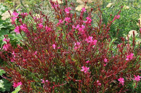 Prachtkerze 'Gaudi Red' - Oenothera lindheimeri 'Gaudi Red'