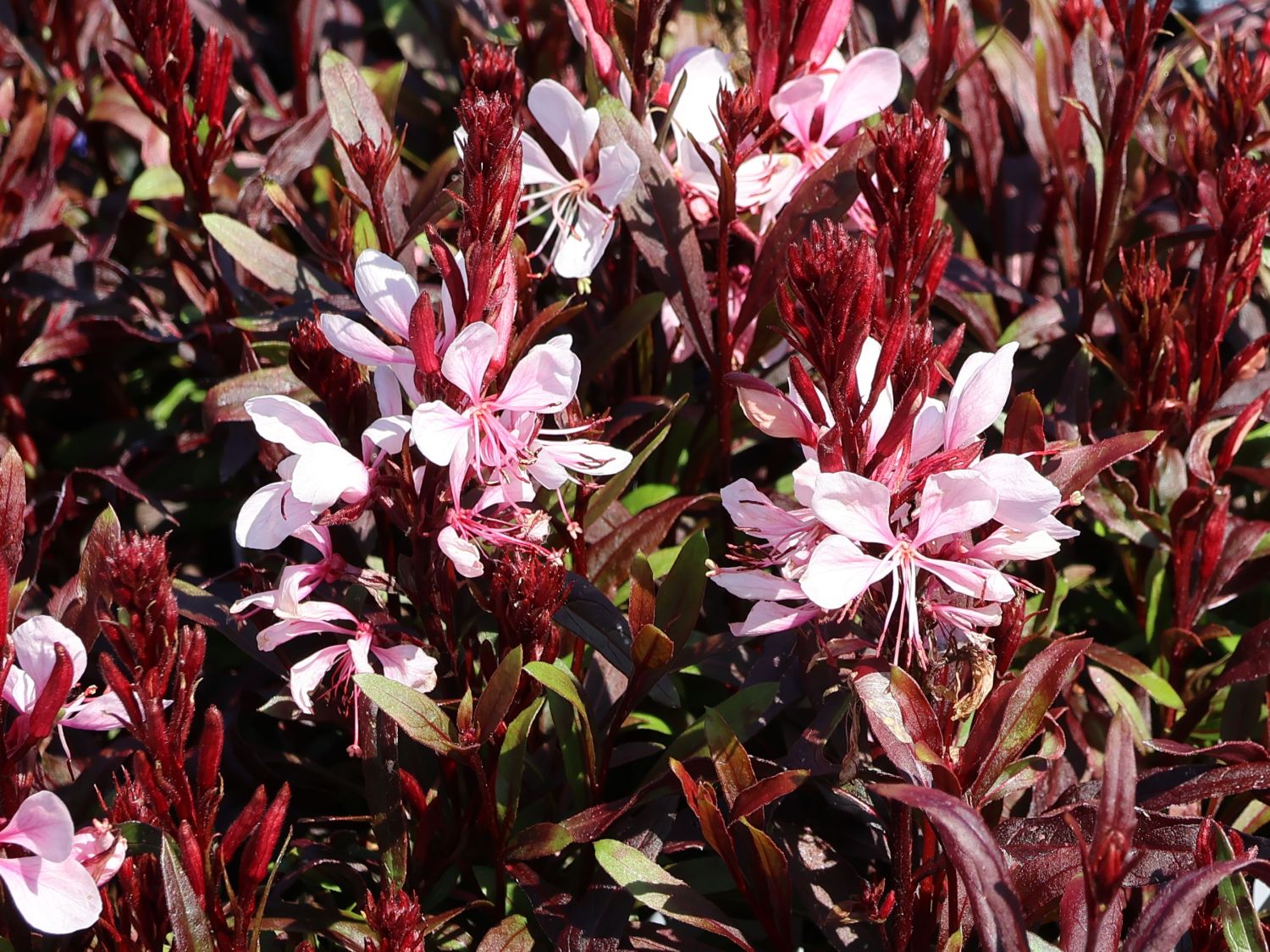 Prachtkerze 'Gaudi Rose'