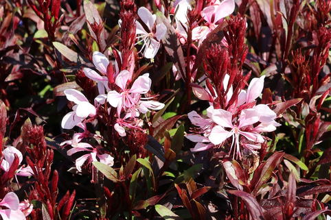 Prachtkerze 'Gaudi Rose' - Oenothera lindheimeri 'Gaudi Rose'