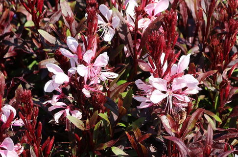 Prachtkerze 'Gaudi Rose' - Oenothera lindheimeri 'Gaudi Rose'