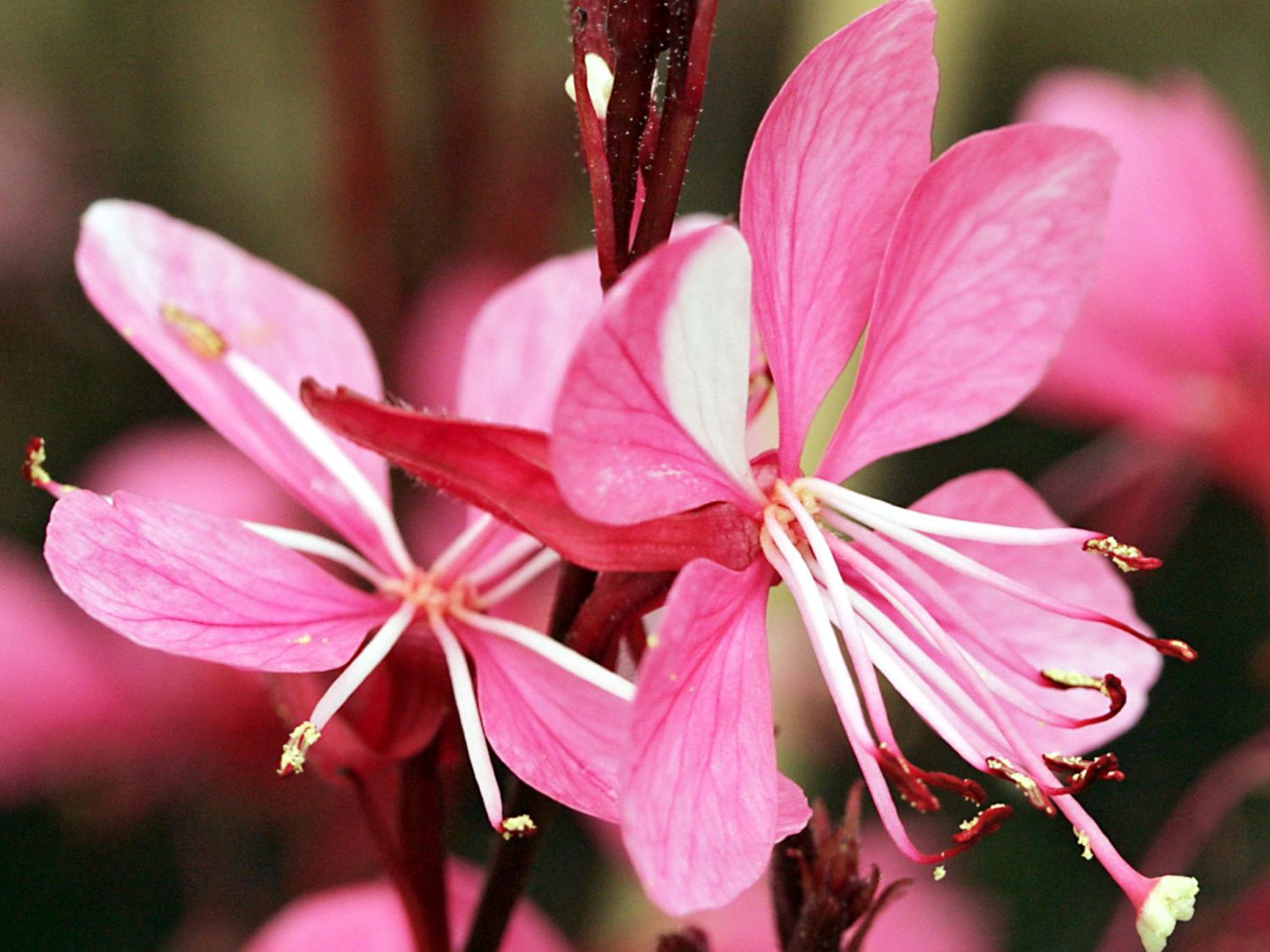Prachtkerze 'Grace' - Oenothera lindheimeri 'Grace'